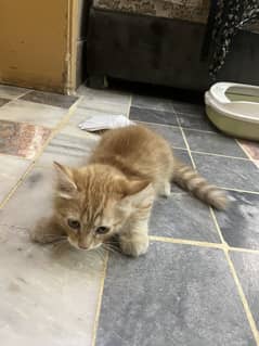 Persian