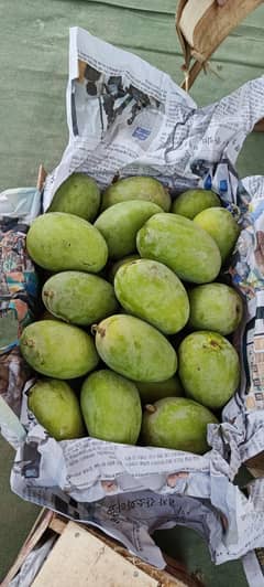 Sheikh Mango Farm