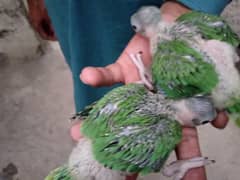 baby pair
