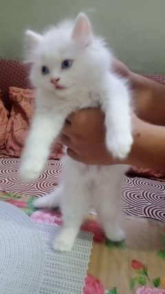 Three Persian kittens blue eyes