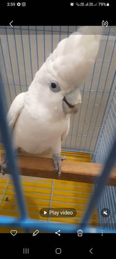 Ducorpe kaka to male