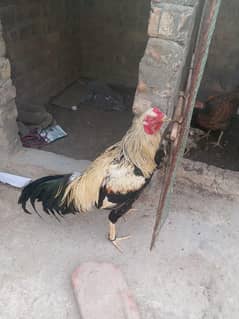 Aseel Murga Murgii and Three Chicks