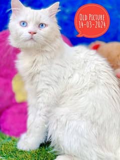Blue Eyes Pink Nose Persian Male