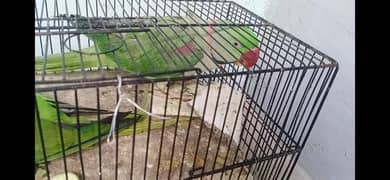Raw Parrot Kashmiri