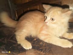 Persian kitten brown colour single coat