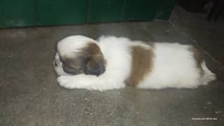 Shih-tzu