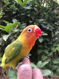 hand tame love bird urgent sell