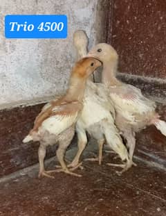 Heera
