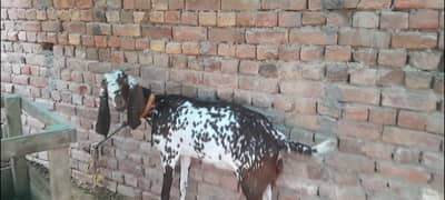 for sale