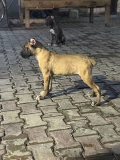 cane corso