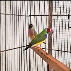 Purple Chest GOULDIAN Breeder pair