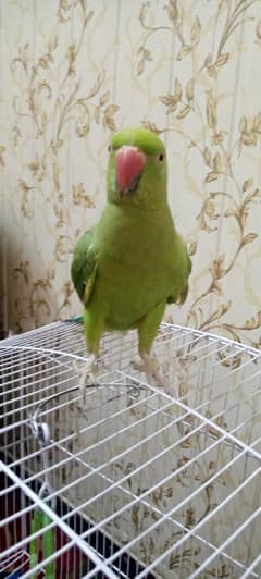 talking parrot