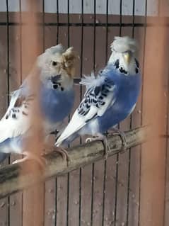 hogoromo tcb pair
