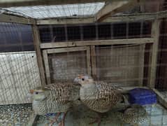 Urgent sale