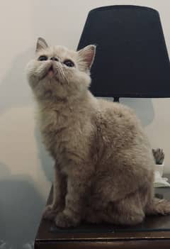 Male cat