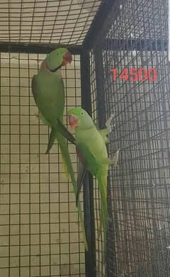 Raw parrot for sale confirm breeder pair 