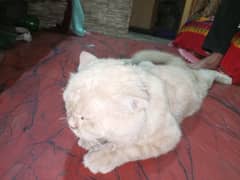 full size cat