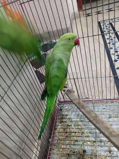 green parrot