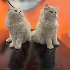 Pair of 3 months old furry cats with free litter box and hair brush