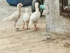 White Aseel chicks