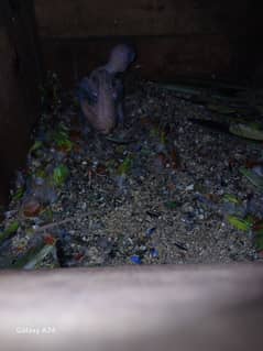 Lorry, Sun conure, Raw chicks
