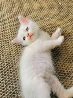 Persian kitten