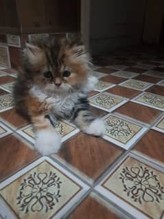 Calico Female Cat