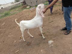 rajanpuri Bakra 2 dant  healthy and active