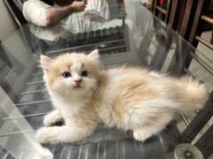 Persian