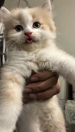 Persian Kitten | Triple Coated | 45 Days