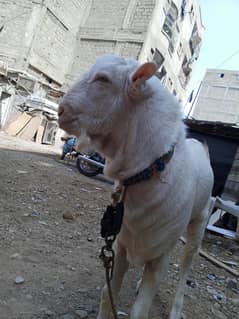 teddy goat bakra