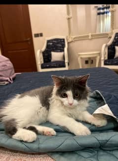 Persian punch face kitten for sale age 2 months