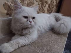 Persian Breeder Male For Sale