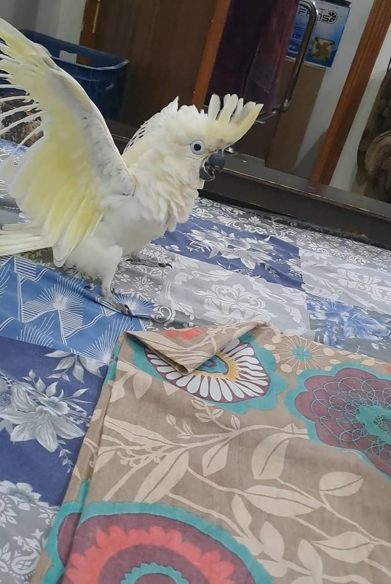 hybrid Cockatoo Chick available. 0