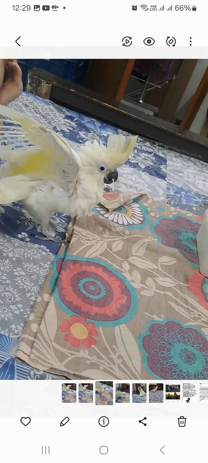 hybrid Cockatoo Chick available. 1