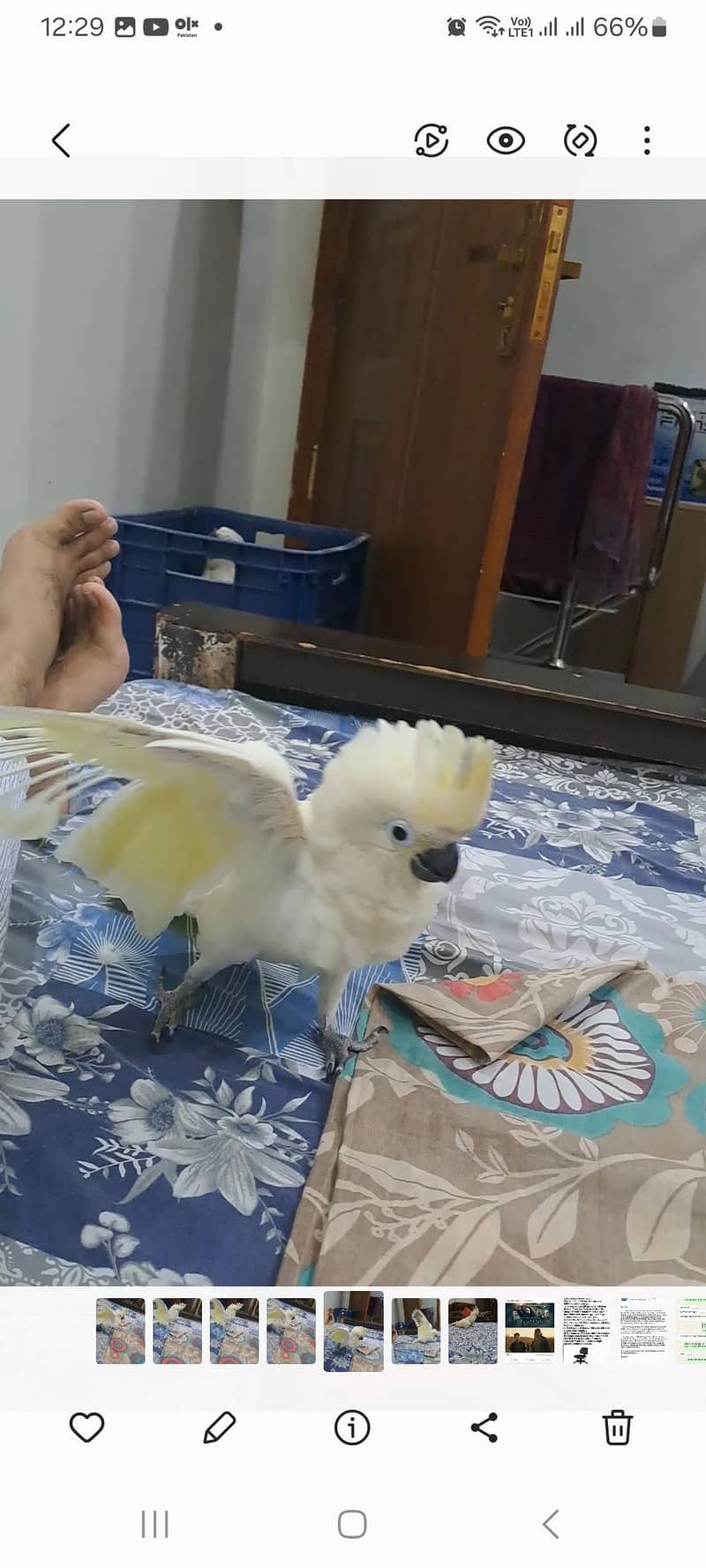hybrid Cockatoo Chick available. 2