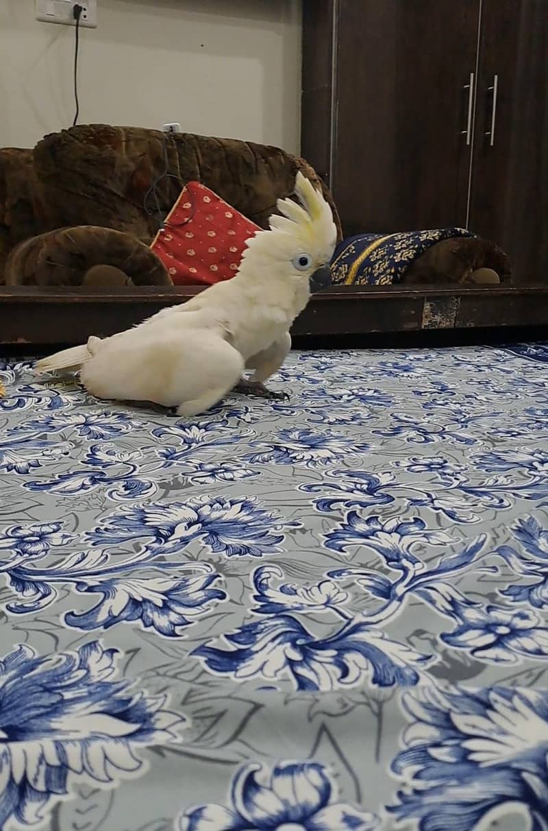 hybrid Cockatoo Chick available. 3