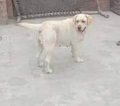 british labra female dog age 4 year 2 time breed