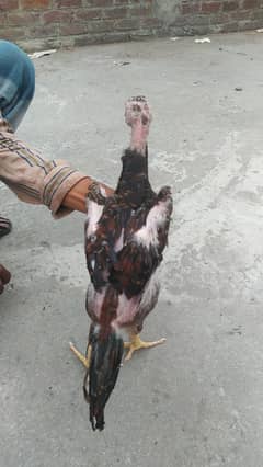 OO king Shamo pair available hai