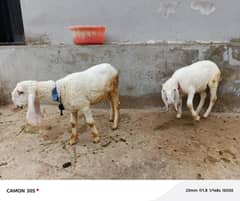 gulabi Sargodha kajala