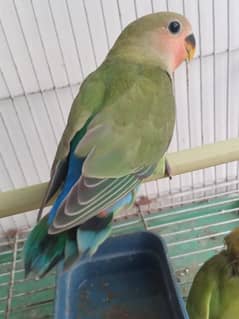 LOVE BIRDS FOR SALE