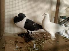 POUTER PIGEONS WITH EGGS