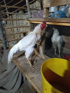 parrot