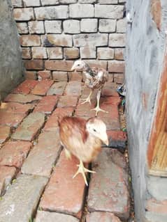 Aseel chicks pair