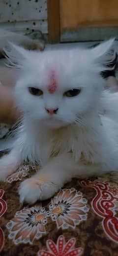 cats sale