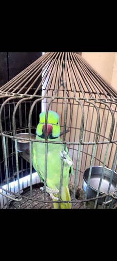 URGENT SALE ! Green ringneck for sale urgently