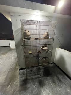 Budgies
