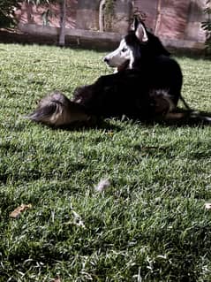 1.5 months scibrian husky fully tranied and friendly