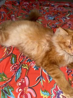Brown persian male 9 months
