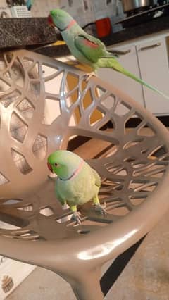 Raw Kashmir or Ringneck